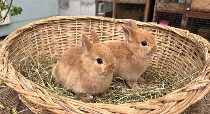Gaziantep Büyümeyen Tavşan