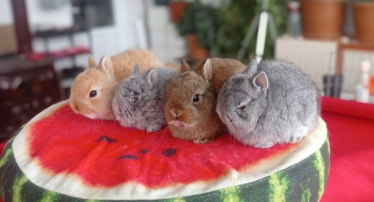 Gaziantep Cins Tavşan