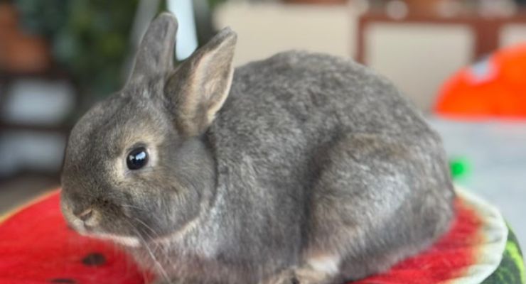 Gaziantep Ev Tavşanı