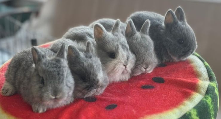 Gaziantep Evcil Tavşan