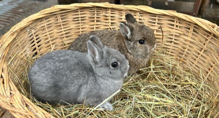 Gaziantep Yavru Tavşan