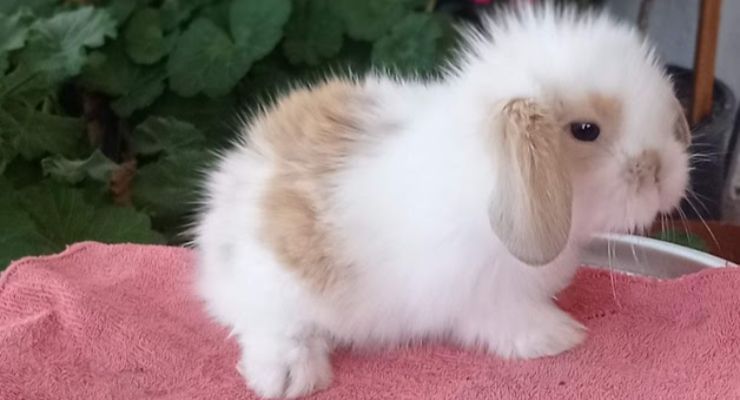 Gaziantep Hollanda Lop Tavşan